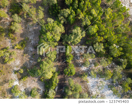 White samet or cajuput trees in wetlands forest at koh prathong island,Phang nga Thailand,Greenery botanic forest,Drone wide angle lens 123745403