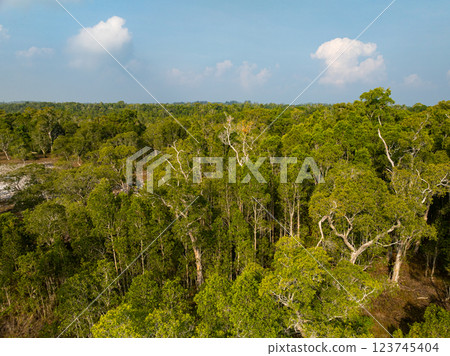 White samet or cajuput trees in wetlands forest at koh prathong island,Phang nga Thailand,Greenery botanic forest,Drone wide angle lens 123745404