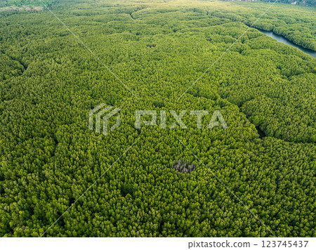 Amazing abundant mangrove forest,Aerial view of forest trees Rainforest ecosystem and healthy environment background,Texture of green trees forest top down,High angle view Amazing abundant mangrove forest,Aerial view of forest trees Rainforest ecosystem and healthy environment background,Texture of green trees forest top down,High angle view 123745437
