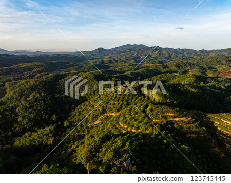 Row of palm tree plantation garden on high mountains in phang nga thailand,Aerial view drone high angle view with a wide angle lens palm trees plantation Row of palm tree plantation garden on high mountains in phang nga thailand,Aerial view drone high angle view with a wide angle lens palm trees plantation 123745445