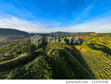 Row of palm tree plantation garden on high mountains in phang nga thailand,Aerial view drone high angle view with a wide angle lens palm trees plantation 123745446