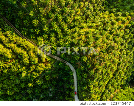 Row of palm tree plantation garden on high mountains in phang nga thailand,Aerial view drone high angle view with a wide angle lens palm trees plantation Row of palm tree plantation garden on high mountains in phang nga thailand,Aerial view drone high angle view with a wide angle lens palm trees plantation 123745447