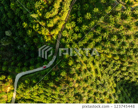 Row of palm tree plantation garden on high mountains in phang nga thailand,Aerial view drone high angle view with a wide angle lens palm trees plantation Row of palm tree plantation garden on high mountains in phang nga thailand,Aerial view drone high angle view with a wide angle lens palm trees plantation 123745448