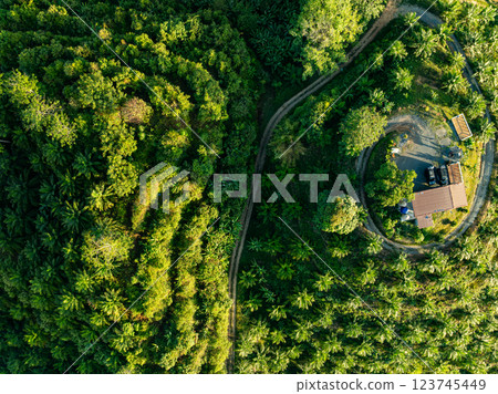 Row of palm tree plantation garden on high mountains in phang nga thailand,Aerial view drone high angle view with a wide angle lens palm trees plantation Row of palm tree plantation garden on high mountains in phang nga thailand,Aerial view drone high angle view with a wide angle lens palm trees plantation 123745449