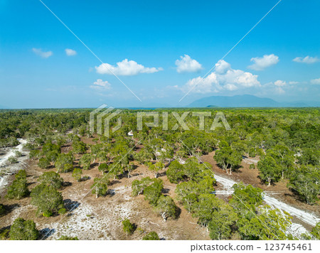 White samet or cajuput trees in wetlands forest at koh prathong island,Phang nga Thailand,Greenery botanic forest,Drone wide angle lens 123745461