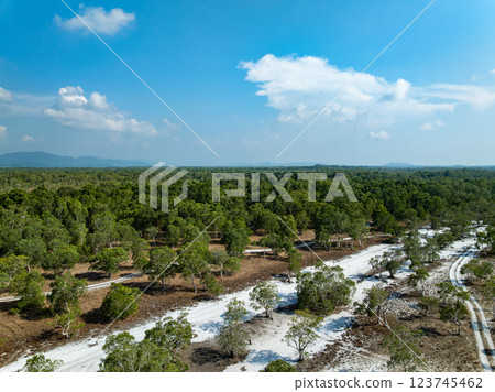 White samet or cajuput trees in wetlands forest at koh prathong island,Phang nga Thailand,Greenery botanic forest,Drone wide angle lens 123745462