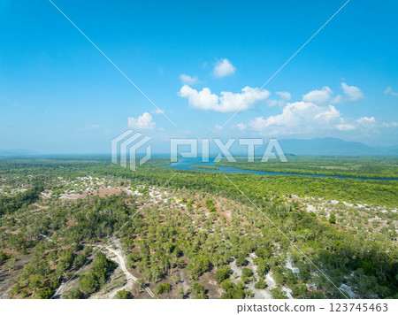 White samet or cajuput trees in wetlands forest at koh prathong island,Phang nga Thailand,Greenery botanic forest,Drone wide angle lens 123745463