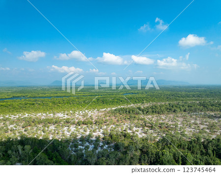 White samet or cajuput trees in wetlands forest at koh prathong island,Phang nga Thailand,Greenery botanic forest,Drone wide angle lens 123745464
