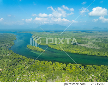 White samet or cajuput trees in wetlands forest at koh prathong island,Phang nga Thailand,Greenery botanic forest,Drone wide angle lens 123745466