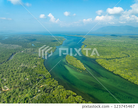 White samet or cajuput trees in wetlands forest at koh prathong island,Phang nga Thailand,Greenery botanic forest,Drone wide angle lens 123745467