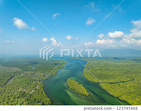 White samet or cajuput trees in wetlands forest at koh prathong island,Phang nga Thailand,Greenery botanic forest,Drone wide angle lens 123745468