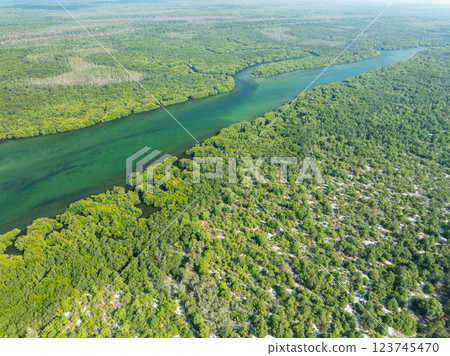 White samet or cajuput trees in wetlands forest at koh prathong island,Phang nga Thailand,Greenery botanic forest,Drone wide angle lens 123745470