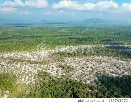 White samet or cajuput trees in wetlands forest at koh prathong island,Phang nga Thailand,Greenery botanic forest,Drone wide angle lens White samet or cajuput trees in wetlands forest at koh prathong island,Phang nga Thailand,Greenery botanic forest,Drone wide angle lens 123745472