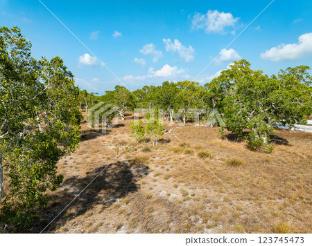 White samet or cajuput trees in wetlands forest at koh prathong island,Phang nga Thailand,Greenery botanic forest,Drone wide angle lens 123745473