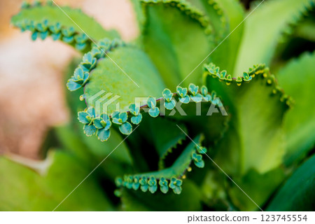 Beautiful macro shots of prickly cactus. Background and textures Beautiful macro shots of prickly cactus. Background and textures 123745554