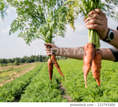 Growing organic carrots. Carrots in the hands of a farmer. 123745800