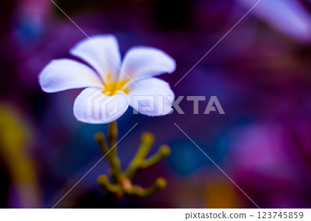 Abstract colored background close up. Macro flowers and petals 123745859
