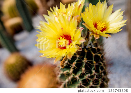 Collection beautiful prickly cacti in the greenhouse Collection beautiful prickly cacti in the greenhouse 123745898