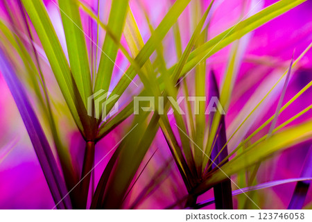 Abstract colored background close up. Macro flowers and petals 123746058