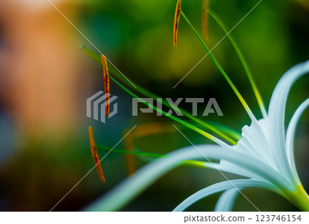 Abstract colored background close up. Macro flowers and petals 123746154