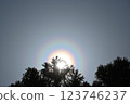 Pollen light ring 123746237