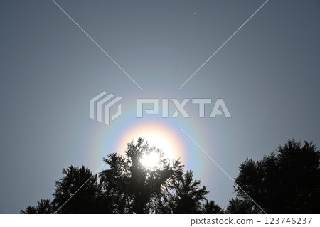 Pollen light ring 123746237
