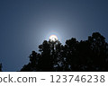 Pollen light ring 123746238