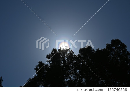 Pollen light ring 123746238