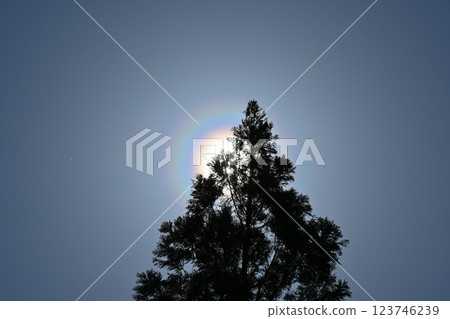 Pollen light ring 123746239