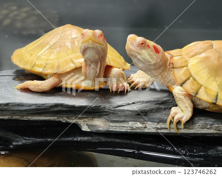 A cute turtle enjoys its time at the wonderful aquatic habitat environment around it 123746262