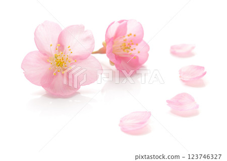 Cherry blossom petals pink spring white background 123746327