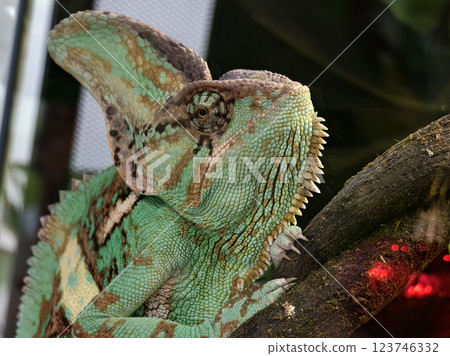 Closeup of a chameleon with a prominent horn on its head 123746332