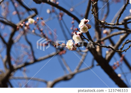 White plum blossoms shining in the blue sky of early spring 123746333