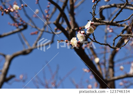 White plum blossoms shining in the blue sky of early spring 123746334