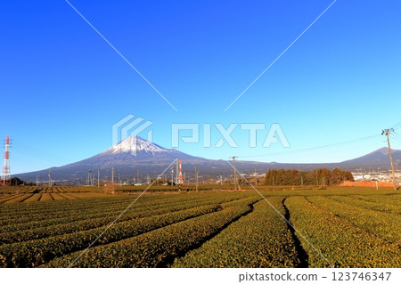 Tea plantation and Mt. Fuji 123746347