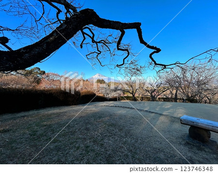 Branches covering Mt. Fuji 123746348