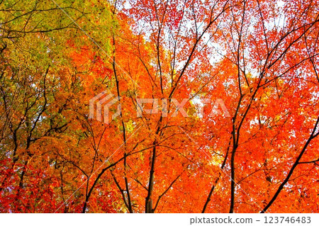 Burning autumn leaves 123746483