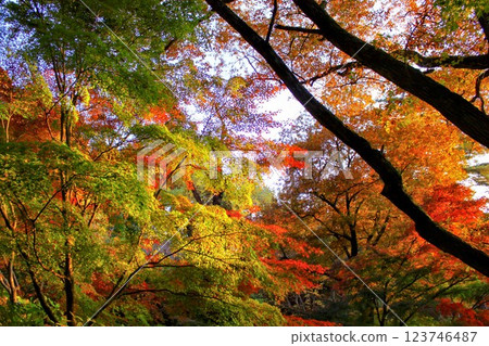Momiji who changed leaves Momiji who changed leaves 123746487