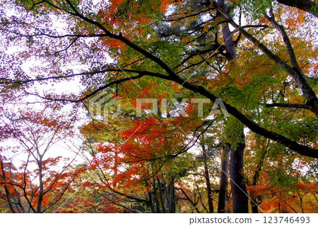 dyed in autumn colors 123746493