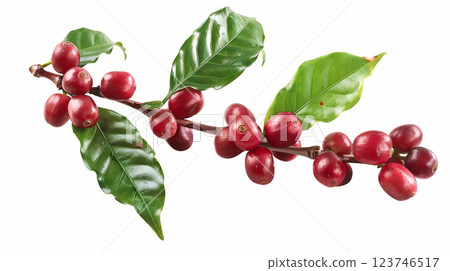 Red coffee beans on a branch isolated on white background png transparent clipart. 123746517