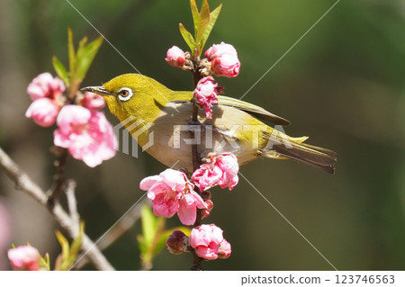 繡眼鳥和桃花 繡眼鳥和桃花 123746563
