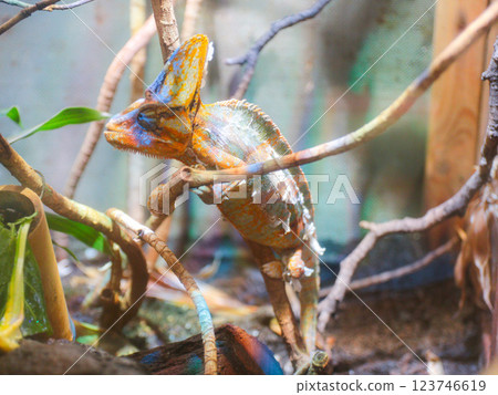 鬣蜥棲息在樹枝上 鬣蜥棲息在樹枝上 123746619