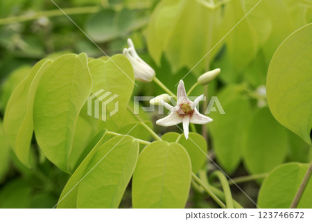 木通科雌花的特寫，4 月 123746672