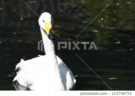 Great swans Great swans 123746751