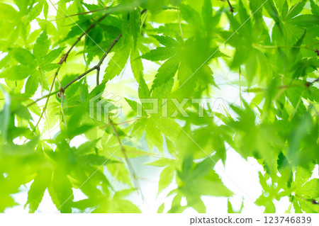 Fresh green leaves, maple leaves, early summer 123746839