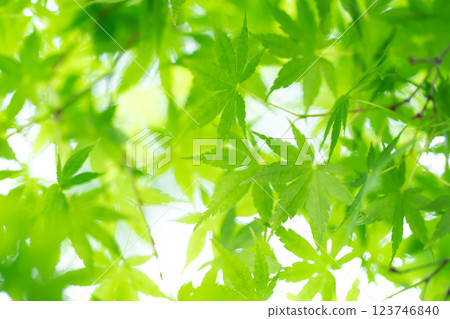 新綠葉，楓葉，初夏 123746840