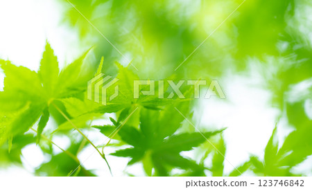 Fresh green leaves, maple leaves, early summer 123746842