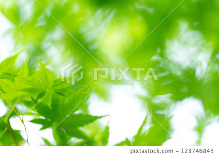 Fresh green leaves, maple leaves, early summer Fresh green leaves, maple leaves, early summer 123746843