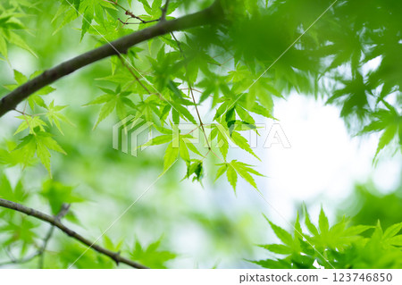 Fresh green leaves, maple leaves, early summer Fresh green leaves, maple leaves, early summer 123746850