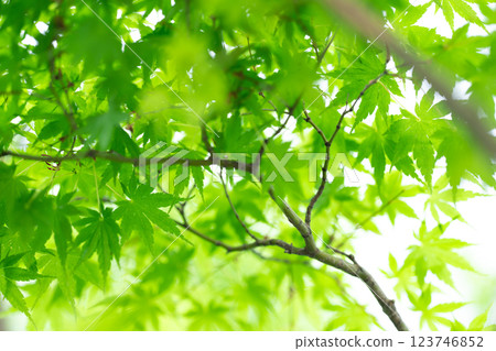Fresh green leaves, maple leaves, early summer 123746852